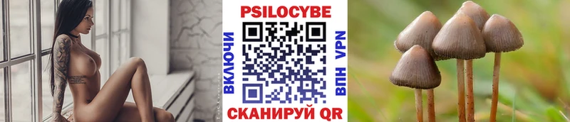 закладка  Лениногорск  Галлюциногенные грибы Psilocybine cubensis 
